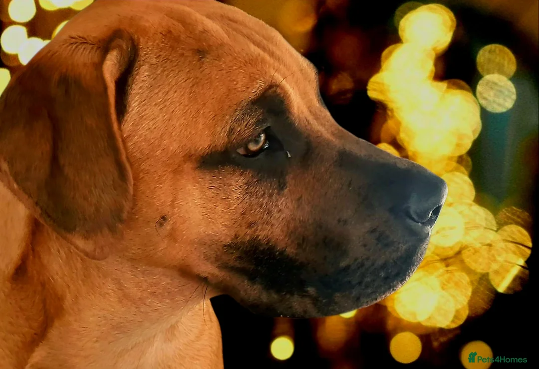 Cane Corso dogs for sale: Young cane corso available - Advert 2