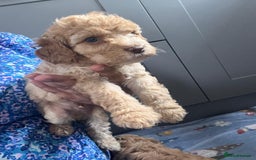 Cavapoo dogs for sale: * Cavapoo Boys available * - Image 20