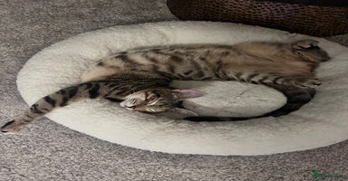 Mixed Breed cats - Advert 16
