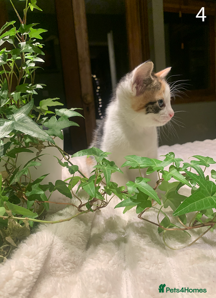 Mixed Breed cats KITTENS! Batch of cuties for sale in Basingstoke - Advert 2