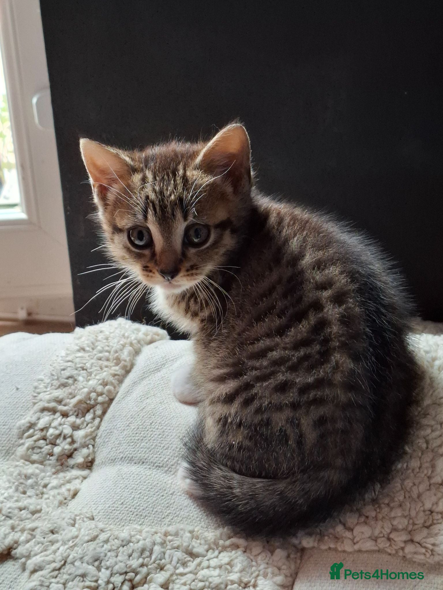 Mixed Breed cats 8 week old part bengal tabby female - Advert 3