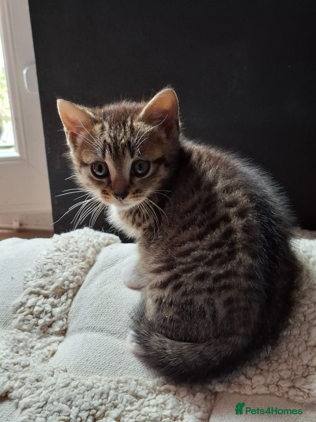 Mixed Breed cats for sale: 8 week old part bengal tabby female in Hinckley - Advert 1
