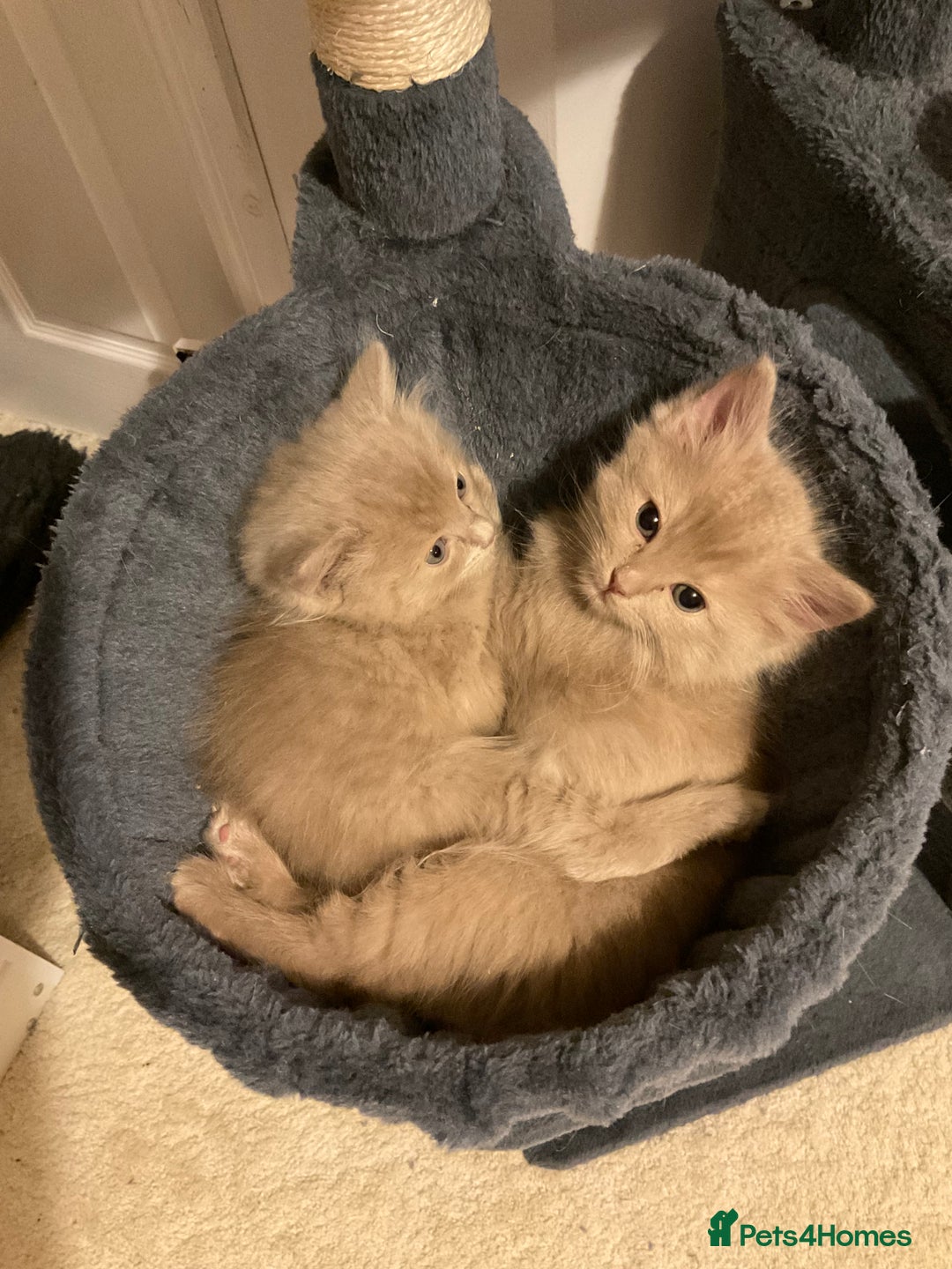Ragdoll cats for sale: RARE PURE BRED FAWN RAGDOLL BABIES - Advert 13