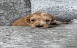 Cockapoo dogs for sale: Gorgeous babies 🥰 - Image 13