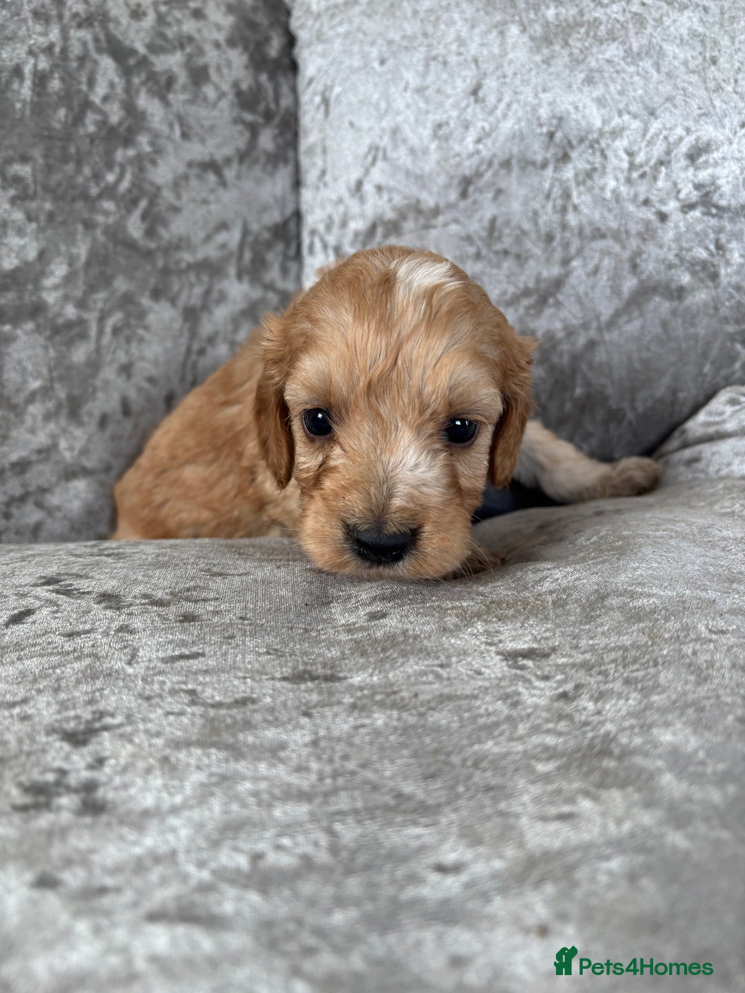 Cockapoo dogs for sale: Gorgeous babies 🥰 - Image 13