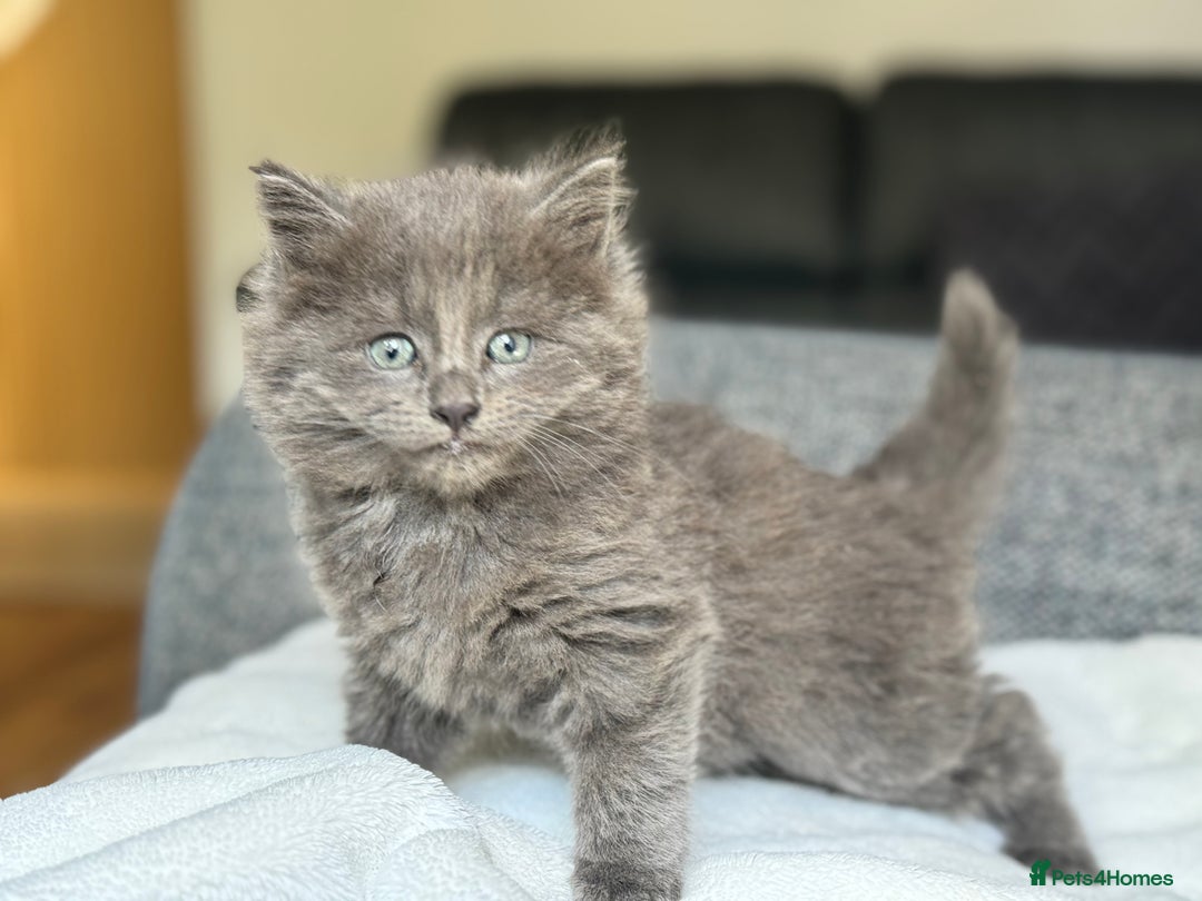 British Longhair cats for sale: beautiful kittens looking for forever home - Image 3
