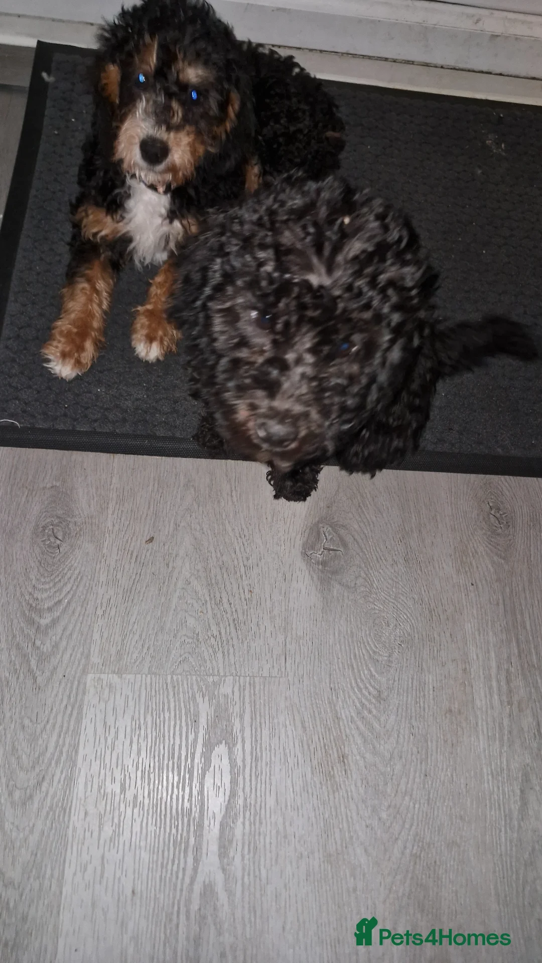 Mixed Breed dogs for sale: Beddlington  - Advert 2