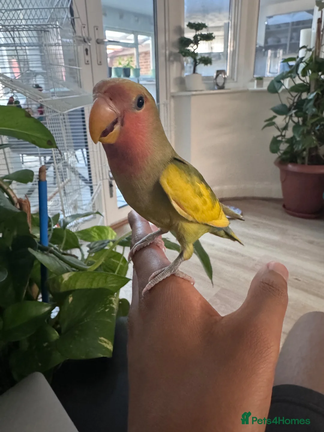 Lovebirds birds for sale: Hand tame male lovebird - Advert 1