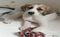 Mixed Breed dogs for sale: Puppies - Image 4