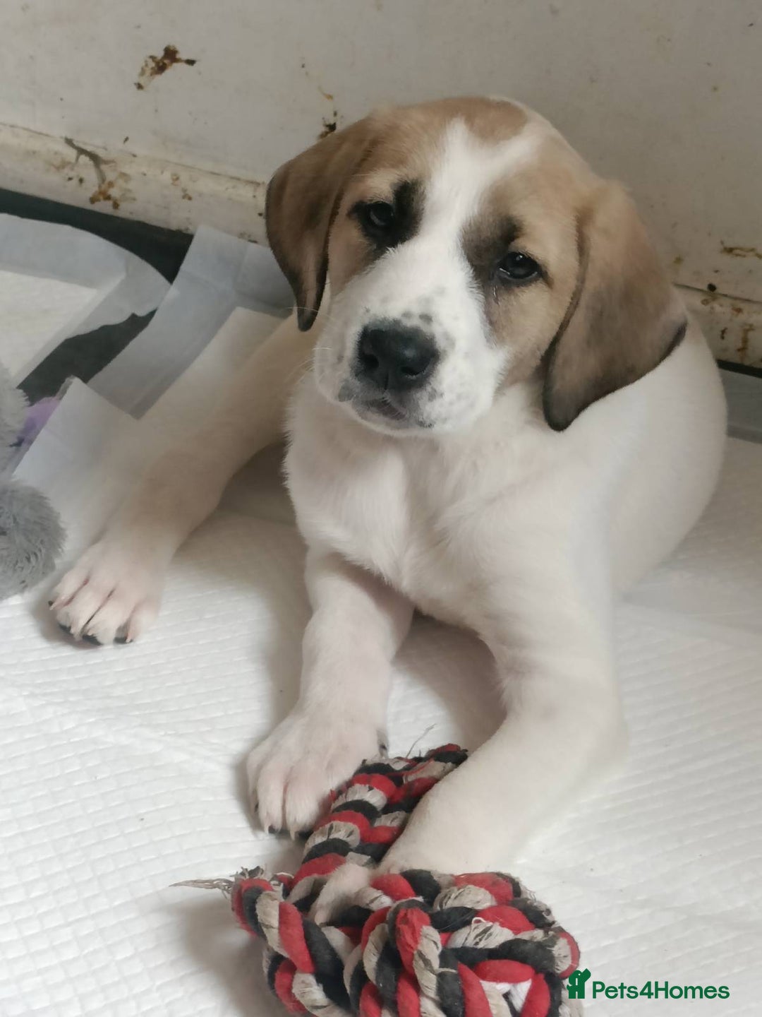 Mixed Breed dogs for sale: Puppies - Image 4
