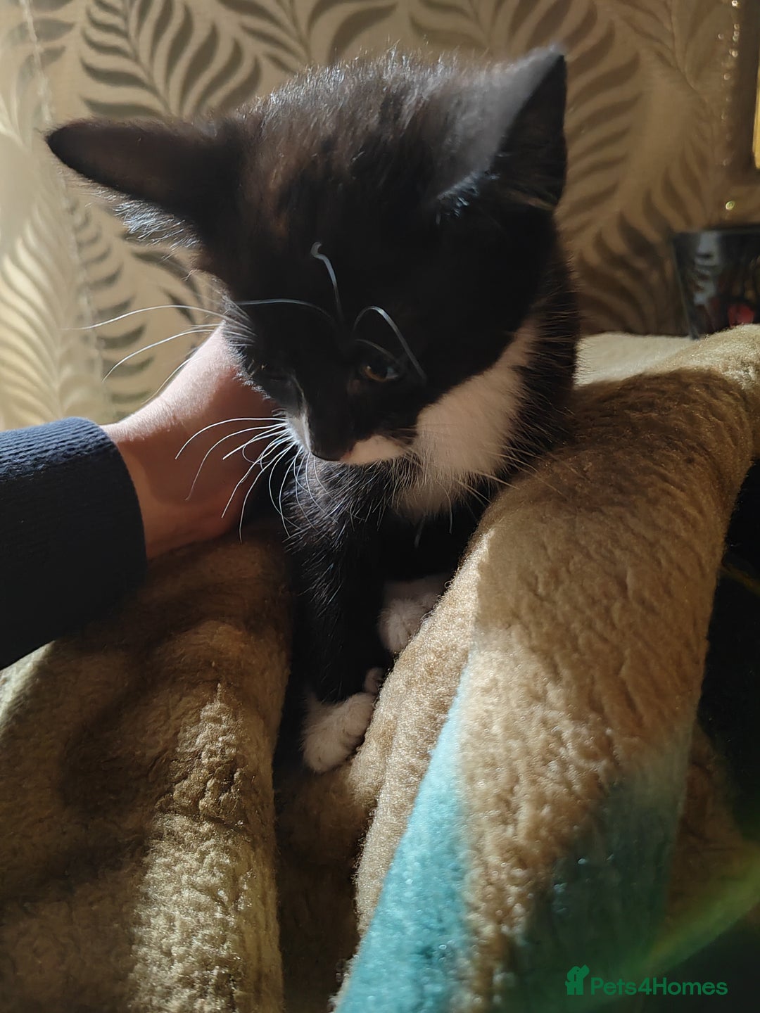 Mixed Breed cats for sale: 4 girls kittens  - Image 3