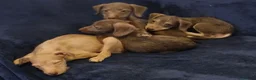Mixed Breed dogs for sale: Bubbly Brown Igglingtons Ready 4 Snuggles in Manchester - Advert 6