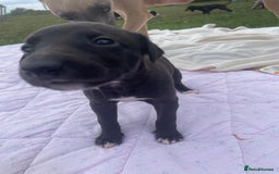 Whippet dogs for sale: The best puppies ever! - Image 4