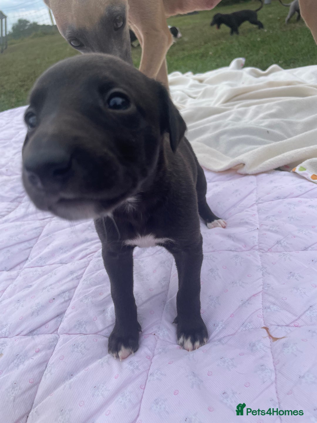 Whippet dogs for sale: The best puppies ever! - Image 4
