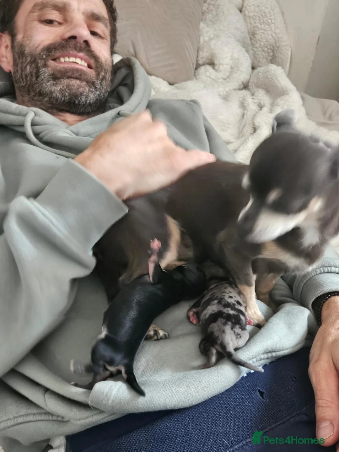 Chihuahua dogs for sale: Beautiful chihuahua pups in Sutton Coldfield - Advert 1