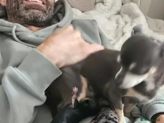 Chihuahua dogs Beautiful chihuahua pups - Advert 1