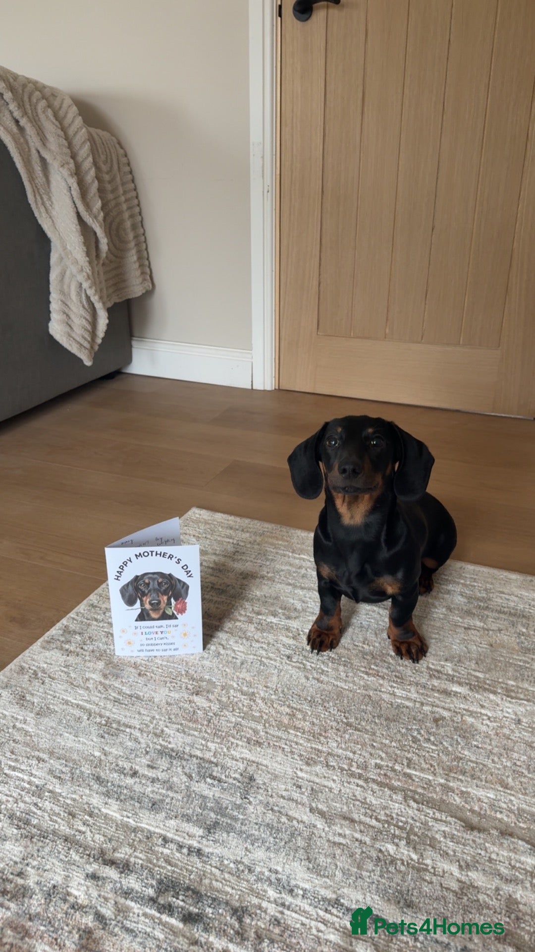 Dachshund dogs Rehome - Advert 7