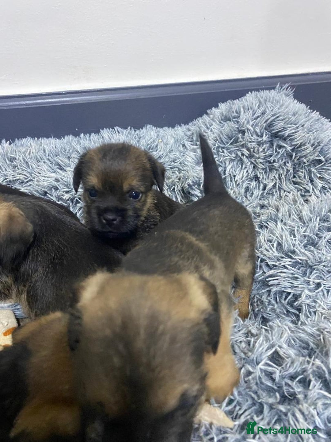 Border Terrier dogs for sale: Beautiful Border Terrier puppies for sale - Advert 3