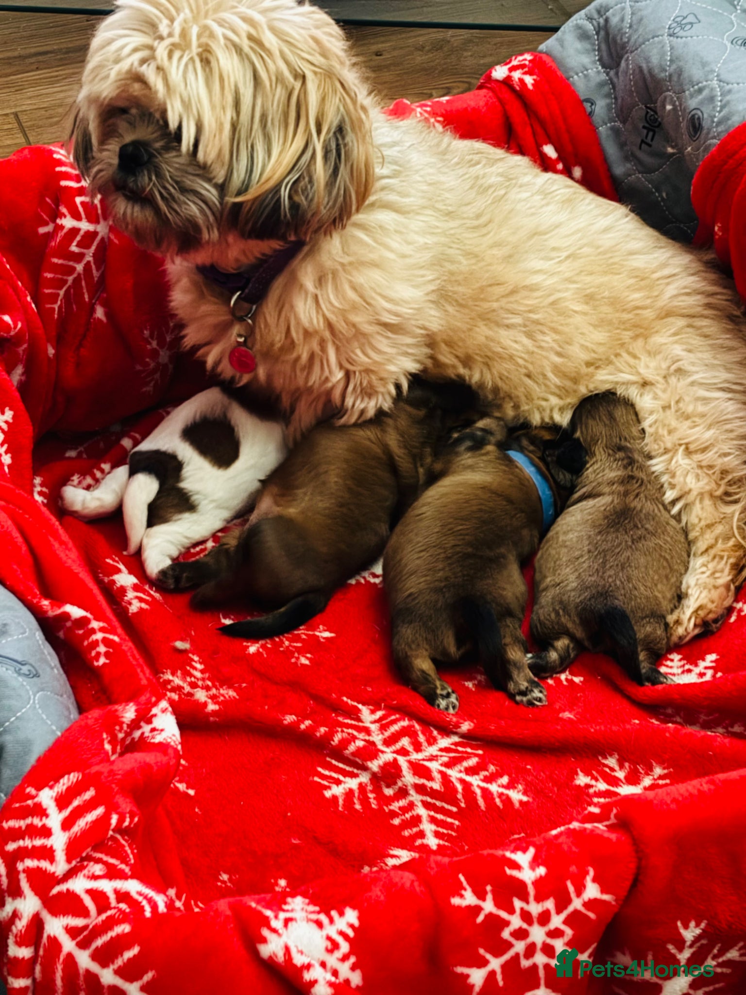 Shih Tzu dogs Beautiful KC Reg puppies 1 girl & 3 boys  - Advert 6