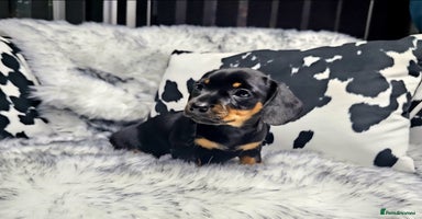 Miniature Dachshund dogs - Advert 10