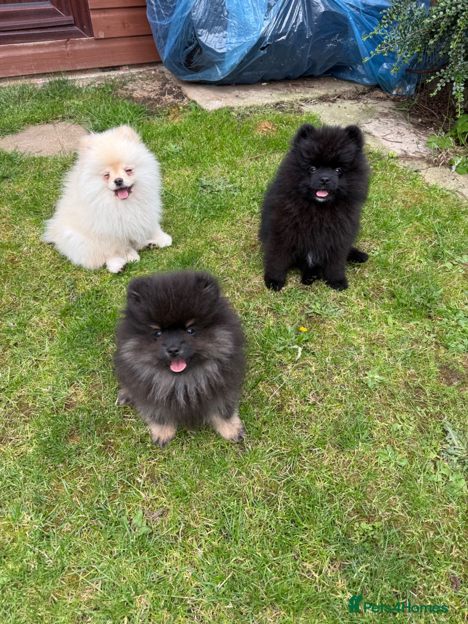 Pomeranian dogs Pomeranian - Advert 11