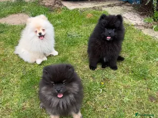 Pomeranian dogs Pomeranian - Advert 11