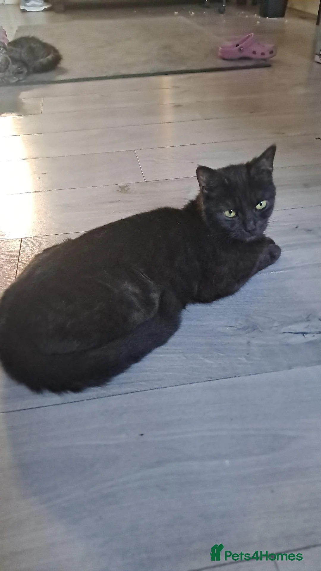 Mixed Breed cats for sale: 2 gorgeous boy kittens for sale  - Advert 14