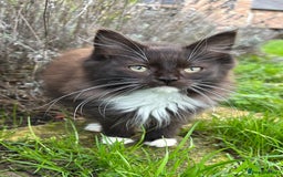 Turkish Van cats for sale: Beautiful kittens ready for loving new homes - Image 6