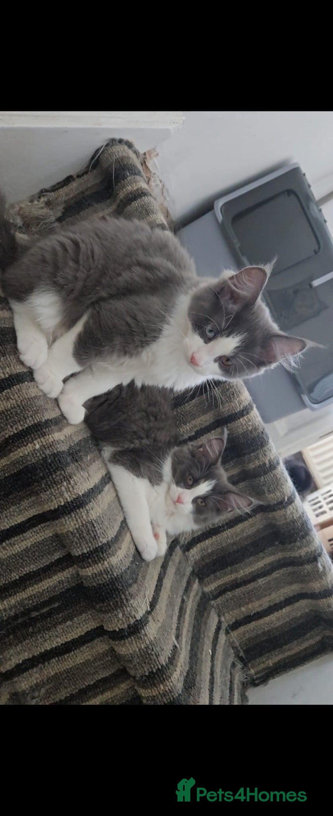 Maine Coon cats for sale: Maincoon crossed ragdoll kittens - Image 1