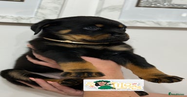 Rottweiler dogs - Advert 4