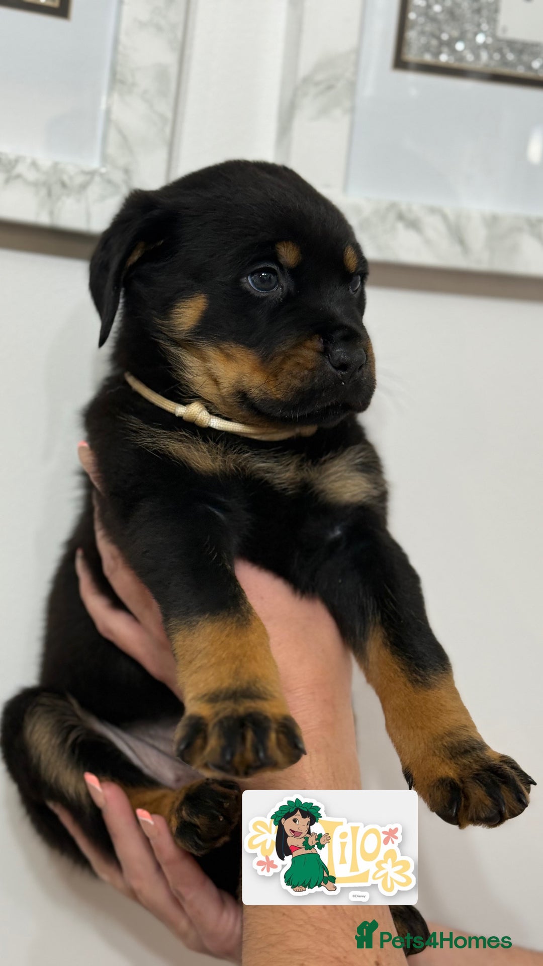 Rottweiler dogs for sale: Stunning chunky Rottweiler puppies - Image 2
