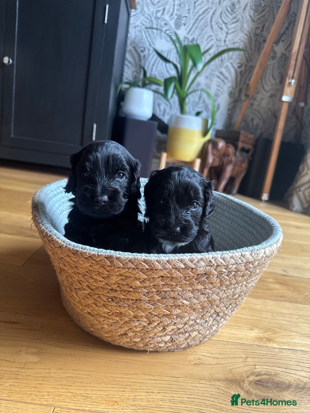 Cockapoo dogs for sale: Last Male fantastic champion line 20 combined  - Image 18