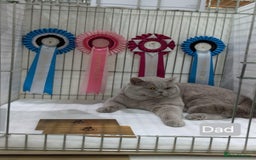 British Shorthair cats for sale: LAST GCCF British Shorthair Kittens Champion - Image 36
