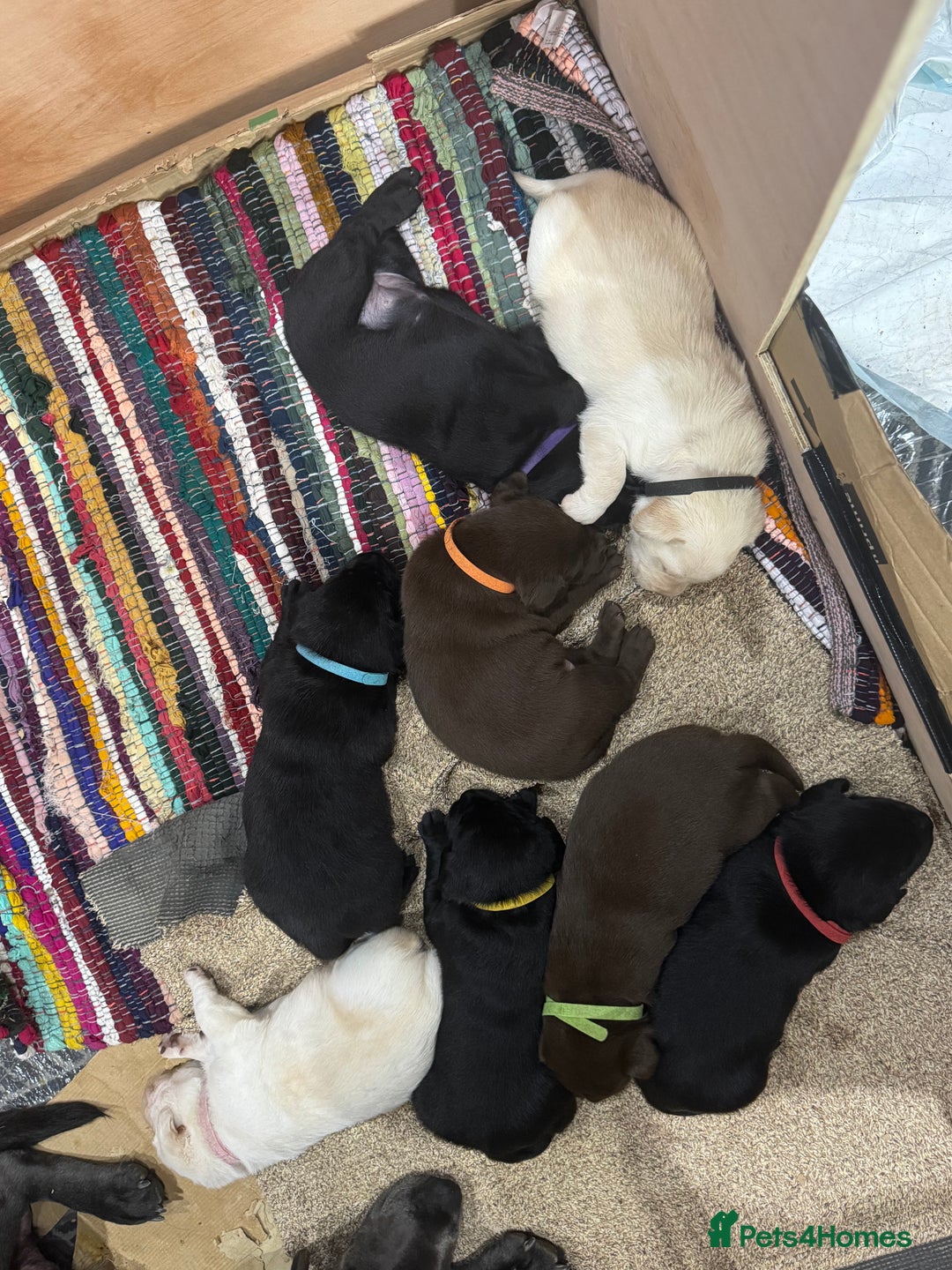 Labrador Retriever dogs for sale: EXCELLENT &UNIQUE LAB PUPPIES AV 12 NOV £1450 - Image 1