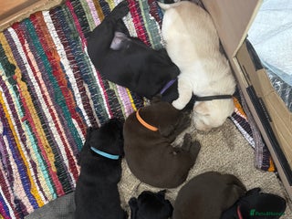 Labrador Retriever dogs - Advert 13