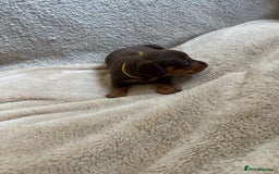 Miniature Dachshund dogs for sale: 3 gorgeous Chocolate and tan Girls  - Image 12