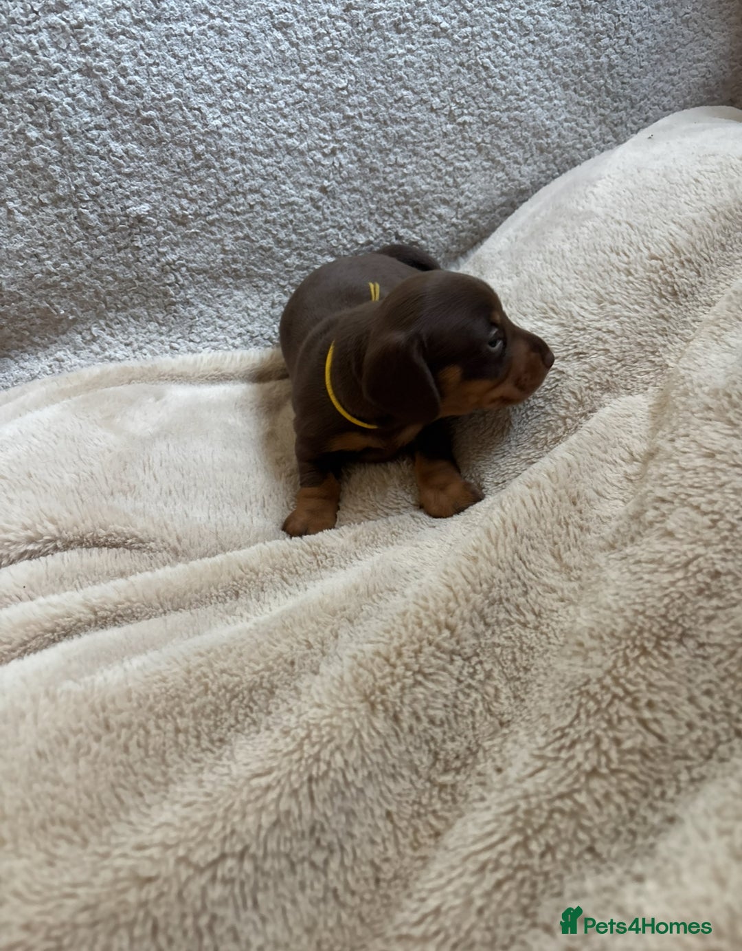 Miniature Dachshund dogs for sale: 3 gorgeous Chocolate and tan Girls  - Image 12