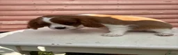 Cavalier King Charles Spaniel dogs for sale: Cavalier King Cha - Advert 27