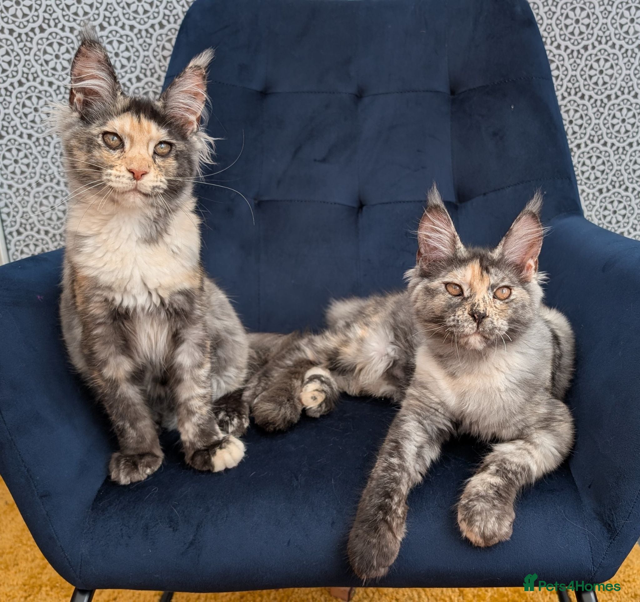 Maine Coon cats for sale: Tica Registered Maine coon kittens - Advert 1