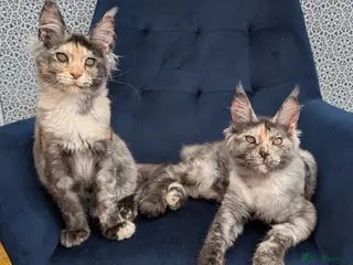 Maine Coon cats for sale: Tica Registered Maine coon kittens - Advert 1