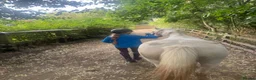 Welsh Section A horses for sale: 12.1/2 Grey Welsh section A white mare  - Advert 4