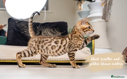 Bengal cats for sale: Dune- Stunning Bengal Boy- TICA with champion line - Image 7