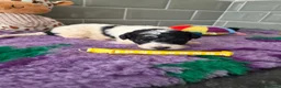 Saint Berdoodle dogs for sale: Miniature F1b Saint Bernadoodles  - Advert 17