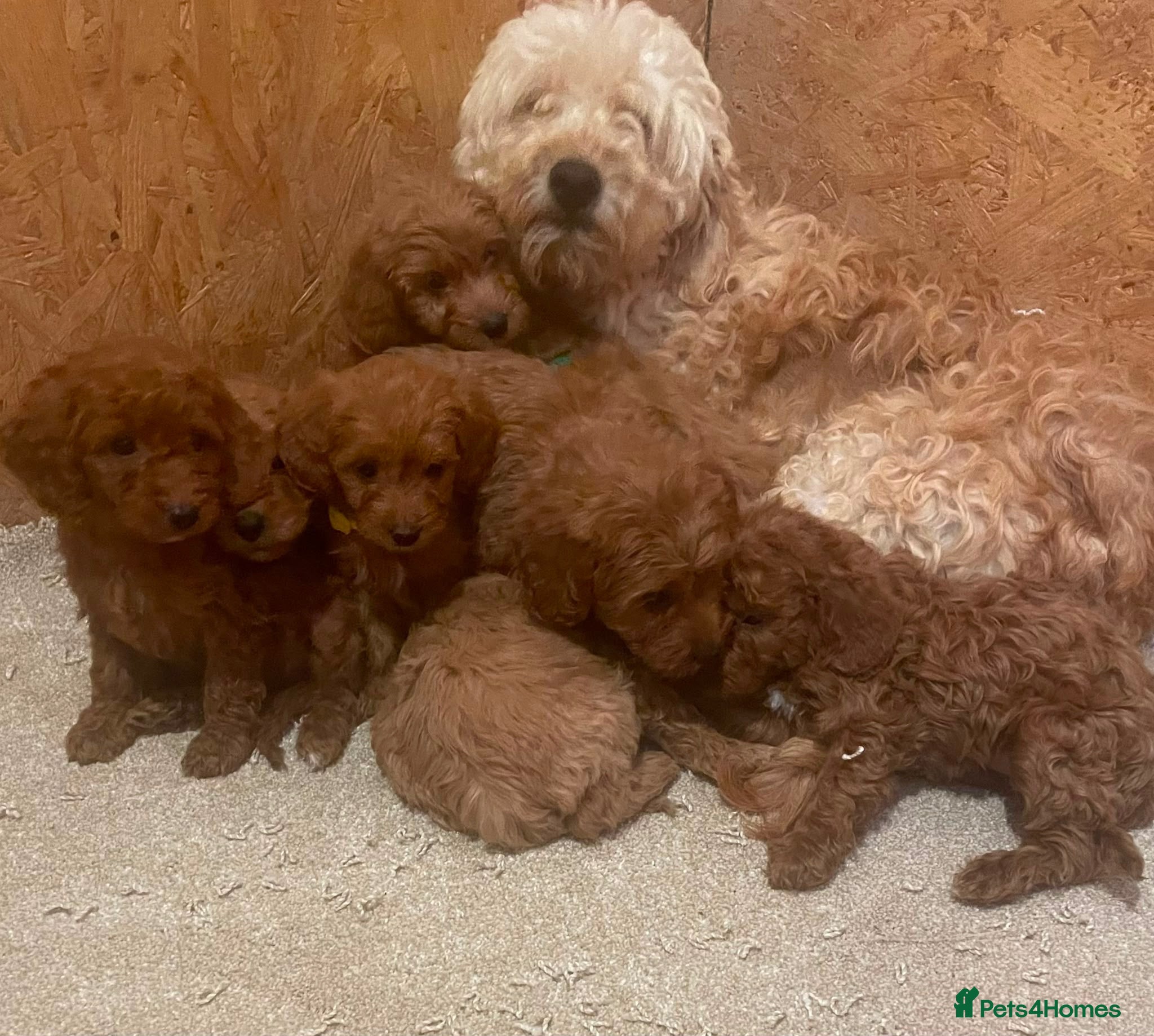 Mini Goldendoodle dogs Beautiful miniature Goldendoodles - Advert 2