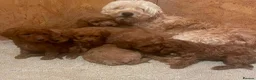 Mini Goldendoodle dogs for sale: Beautiful miniature Goldendoodles - Advert 9