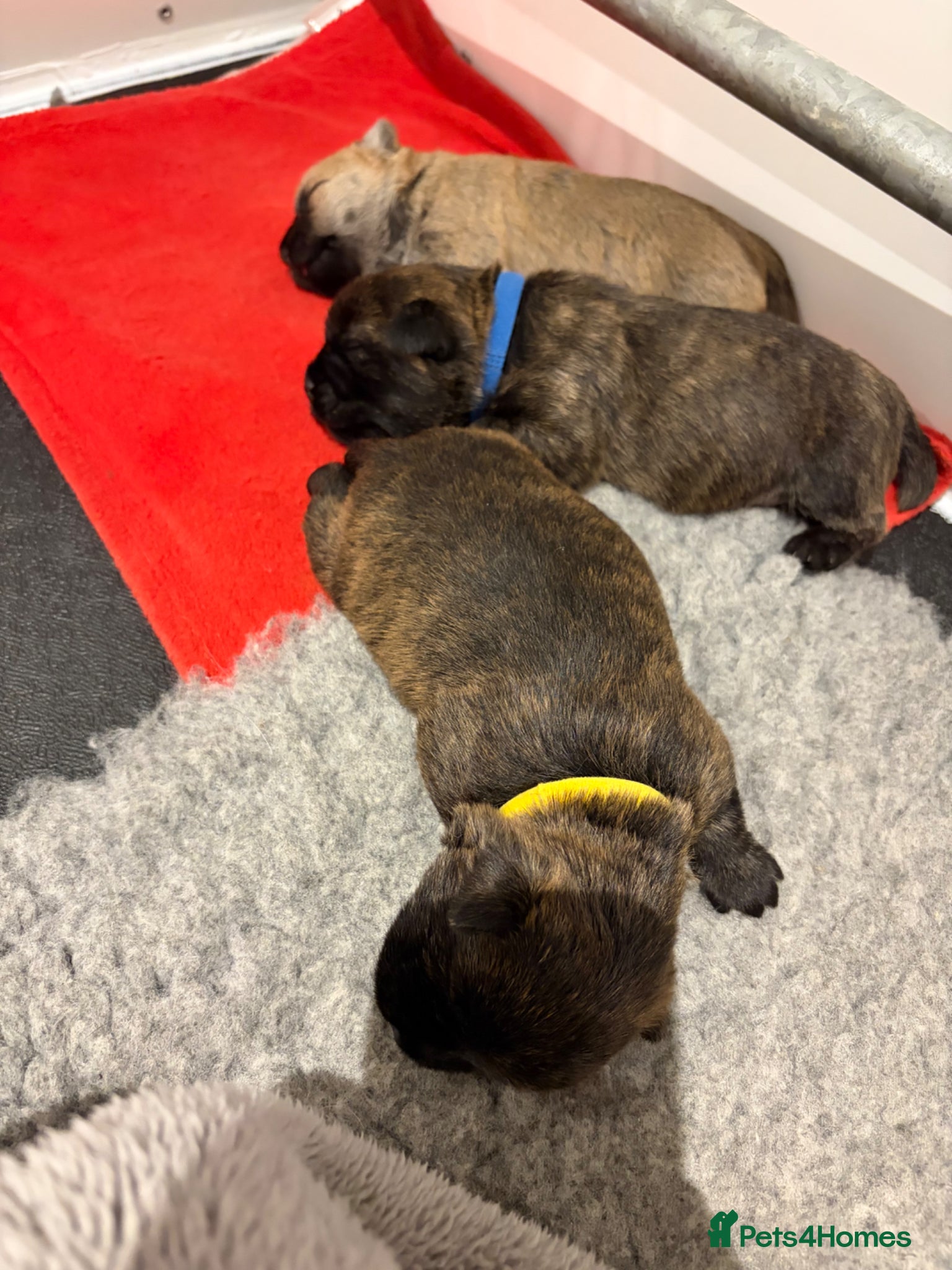 Cairn Terrier dogs for sale: Cairn Terrier Puppies in Doncaster - Advert 5