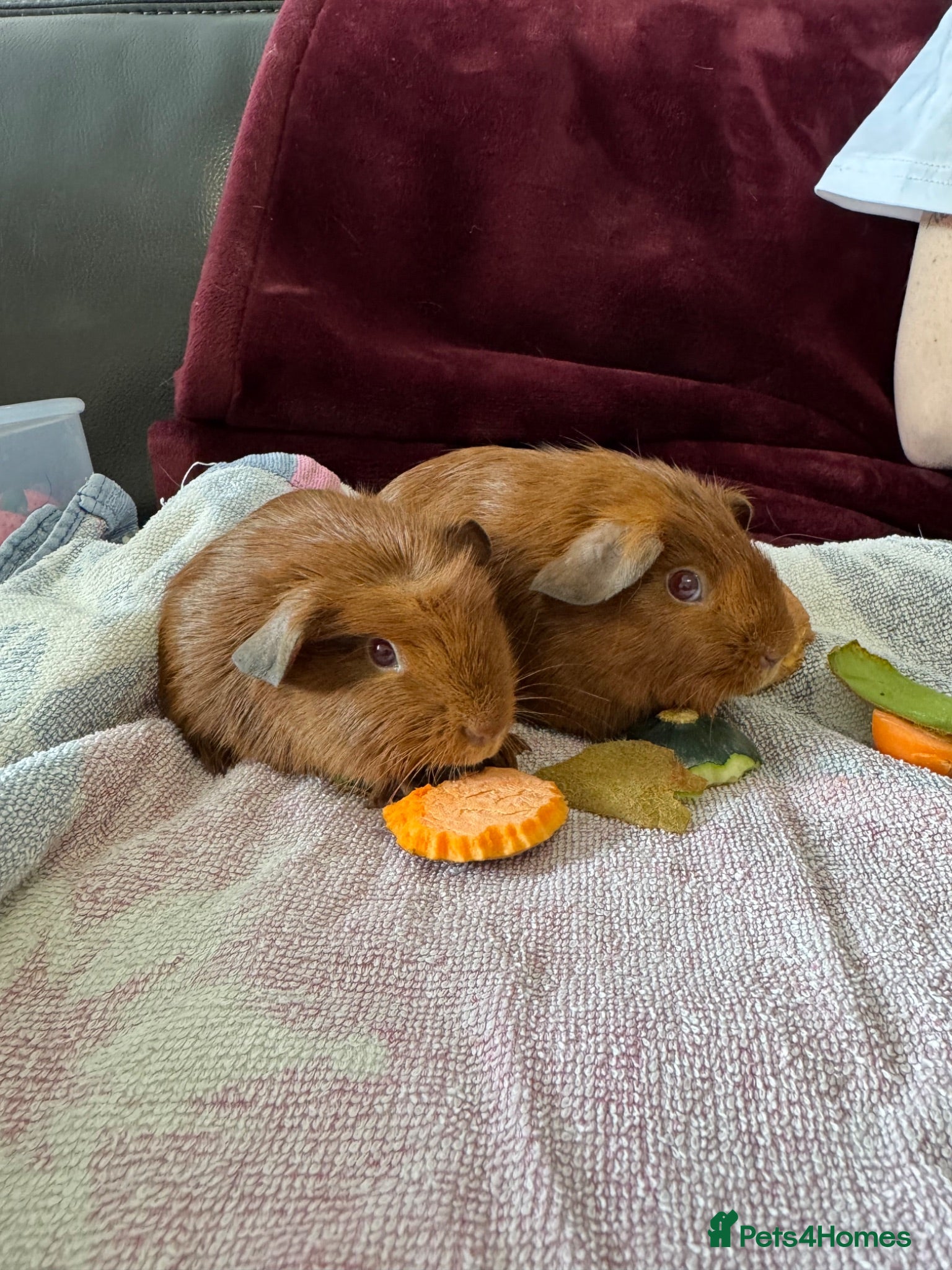 Guinea Pig rodents Baby guinea pigs - Advert 4