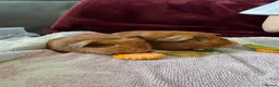 Guinea Pig rodents for sale: Baby guinea pigs - Advert 1
