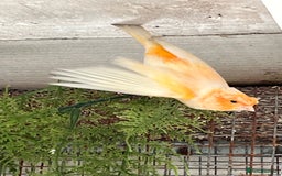 Canaries birds for sale: Canaries for sale - Image 4