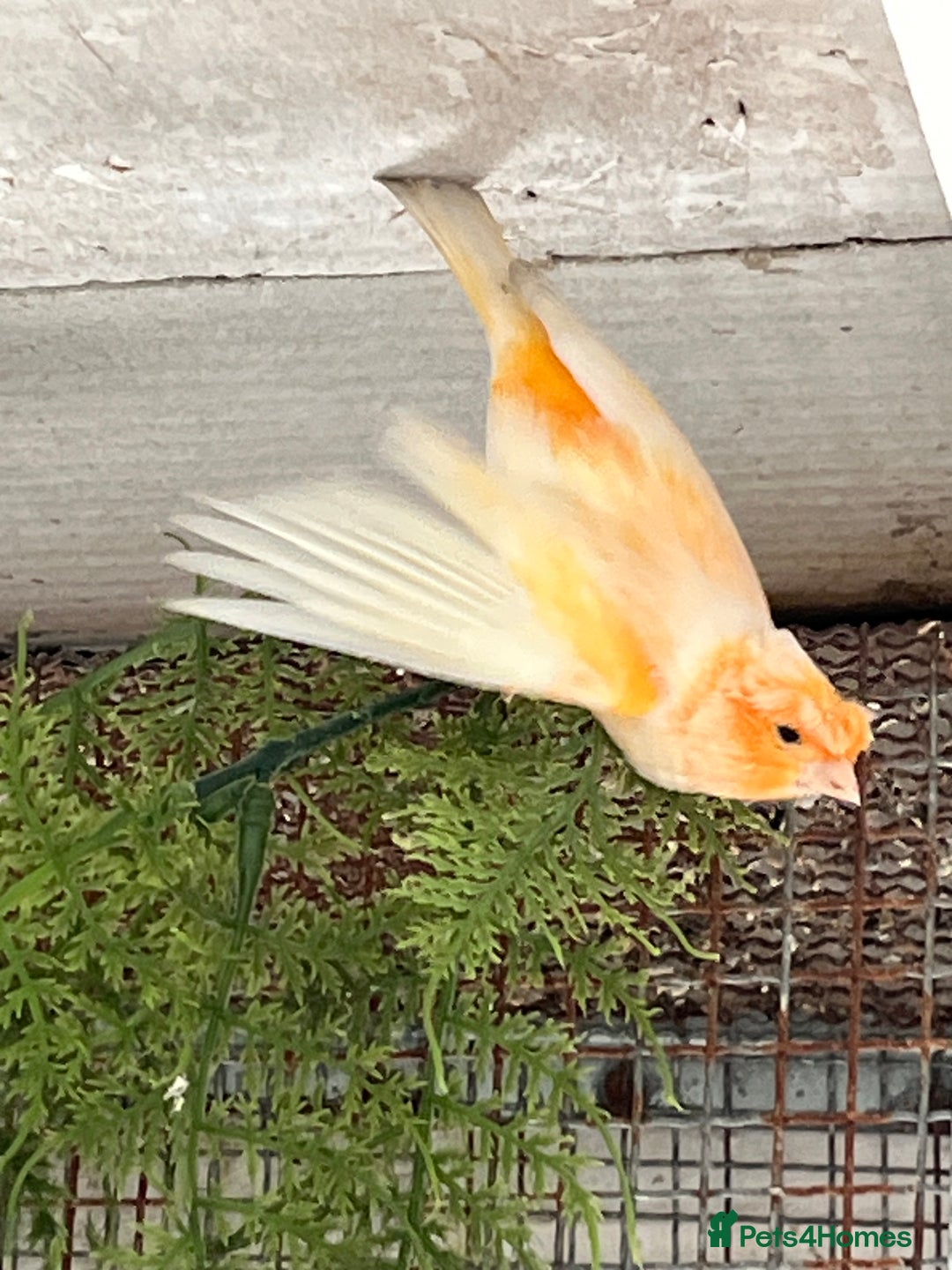 Canaries birds for sale: Canaries for sale - Image 4